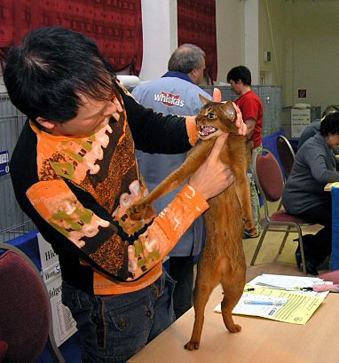 Andrea's Tate at a cat show in Isselburg, Germany